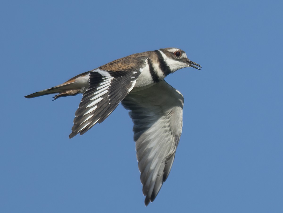 Killdeer - ML418588331