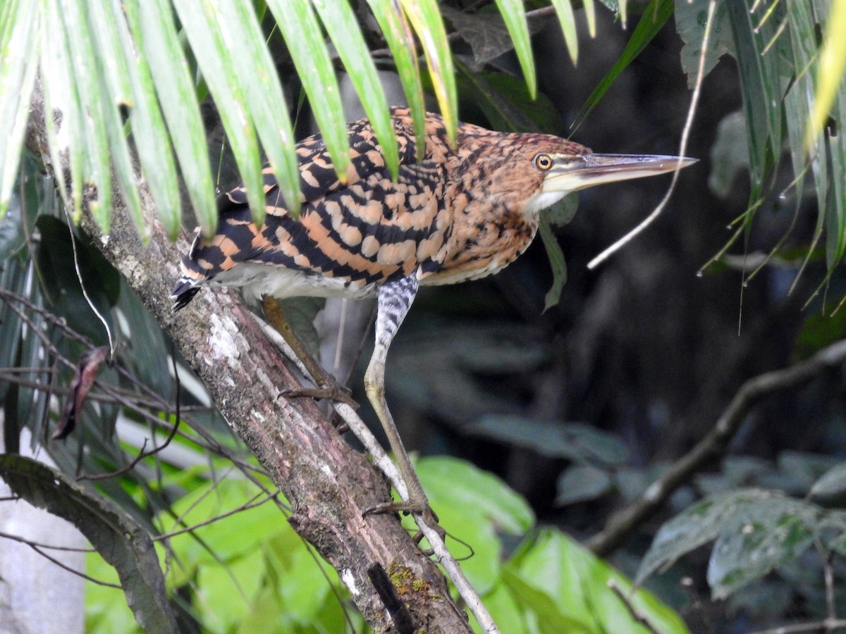 Rufescent Tiger-Heron - ML418589961