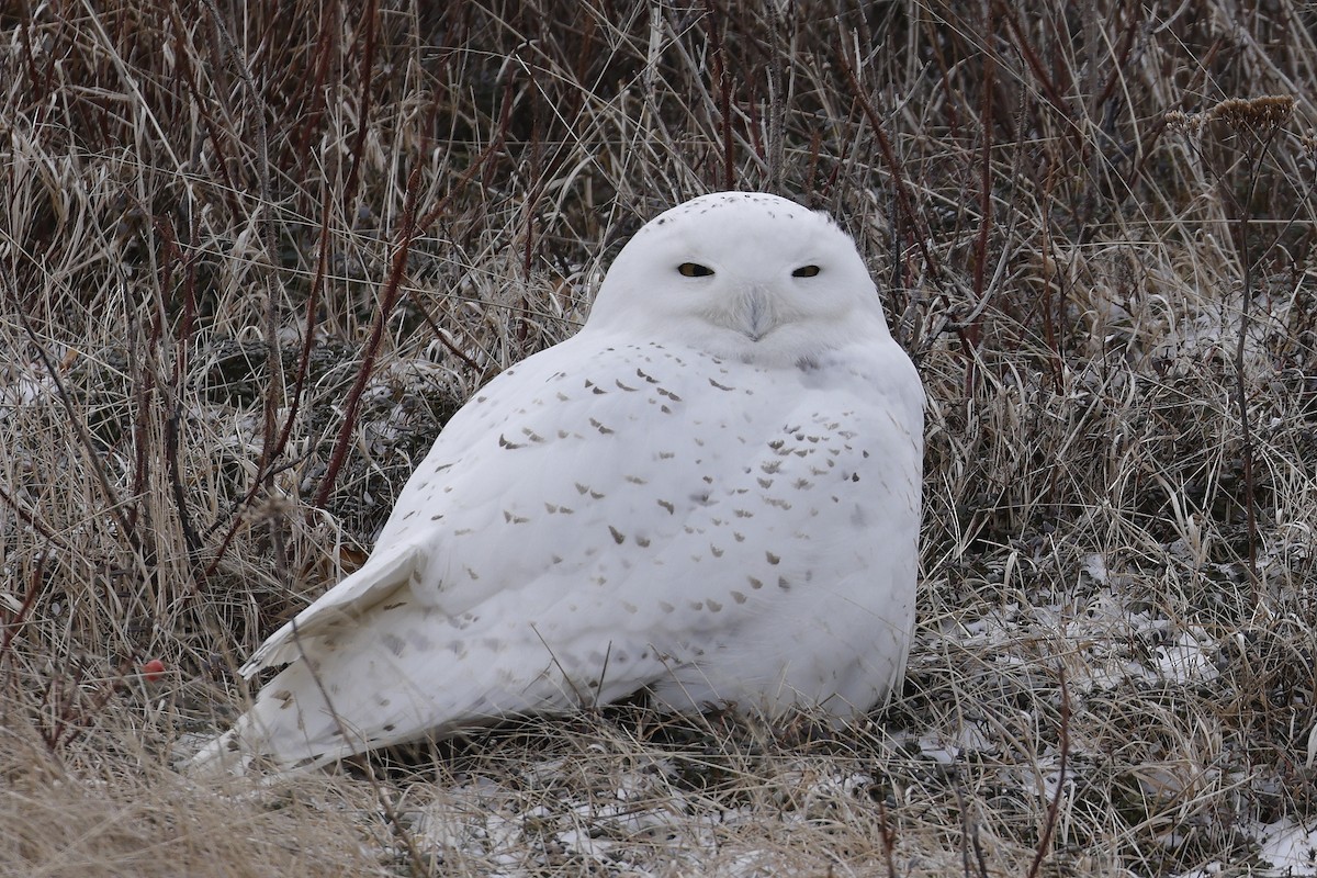 Snowy Owl - John Alexander