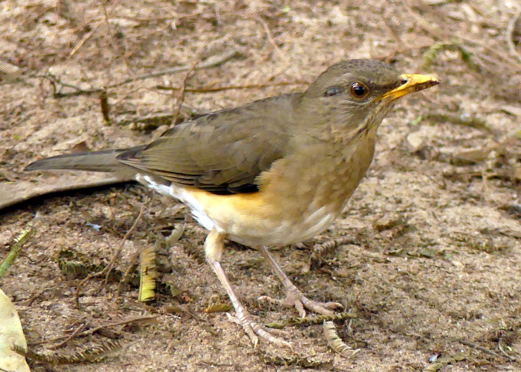 African Thrush - ML418594391