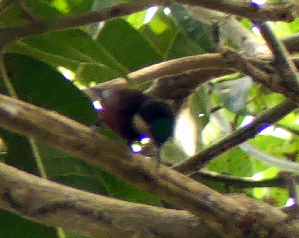 Buff-throated Sunbird - Femi Faminu