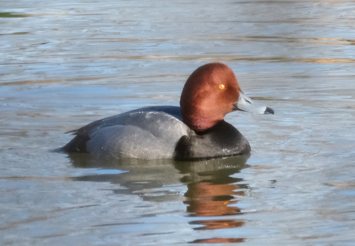 Fuligule à tête rouge - ML418594491