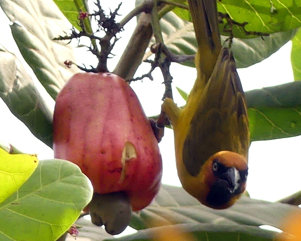 Olive-naped Weaver - ML418594511