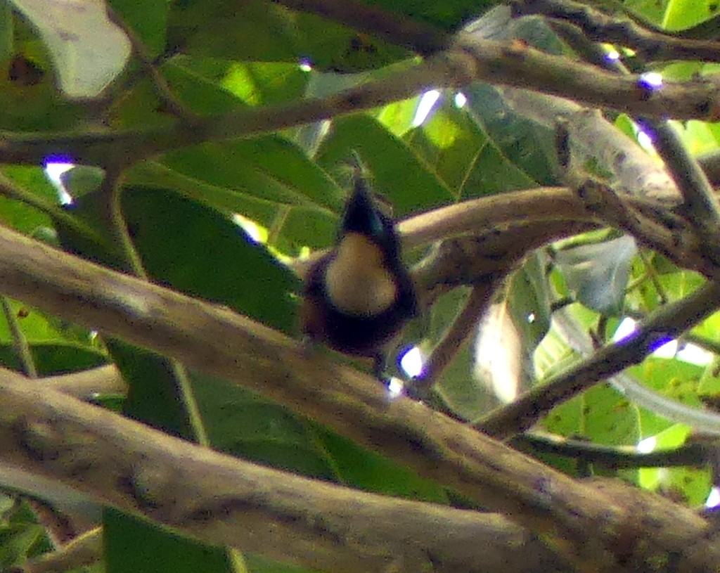 Buff-throated Sunbird - ML418594531