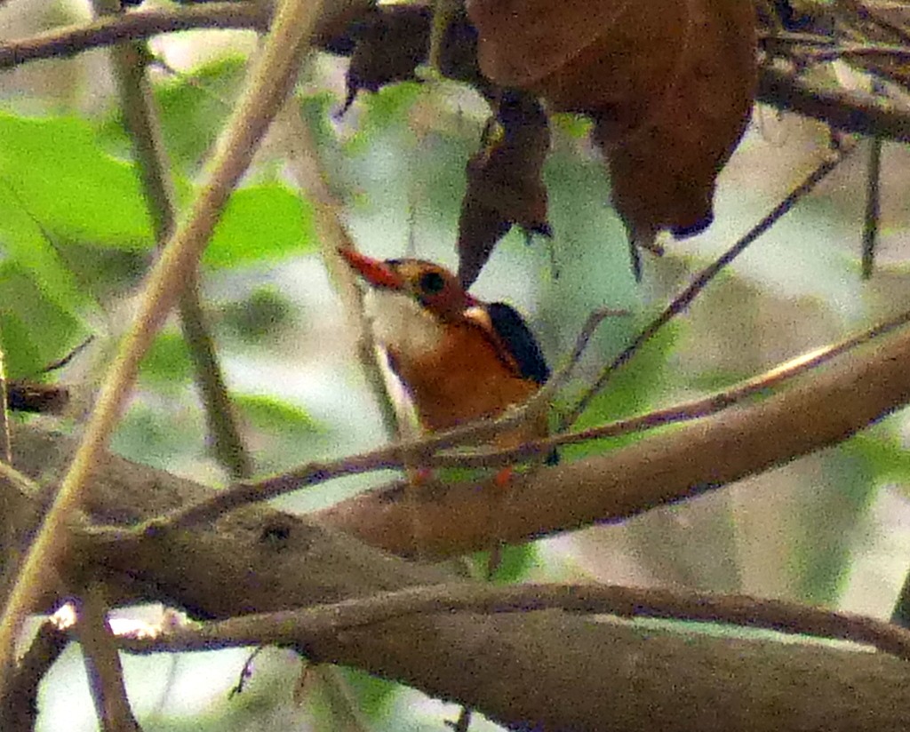 Malachite Kingfisher - ML418594591