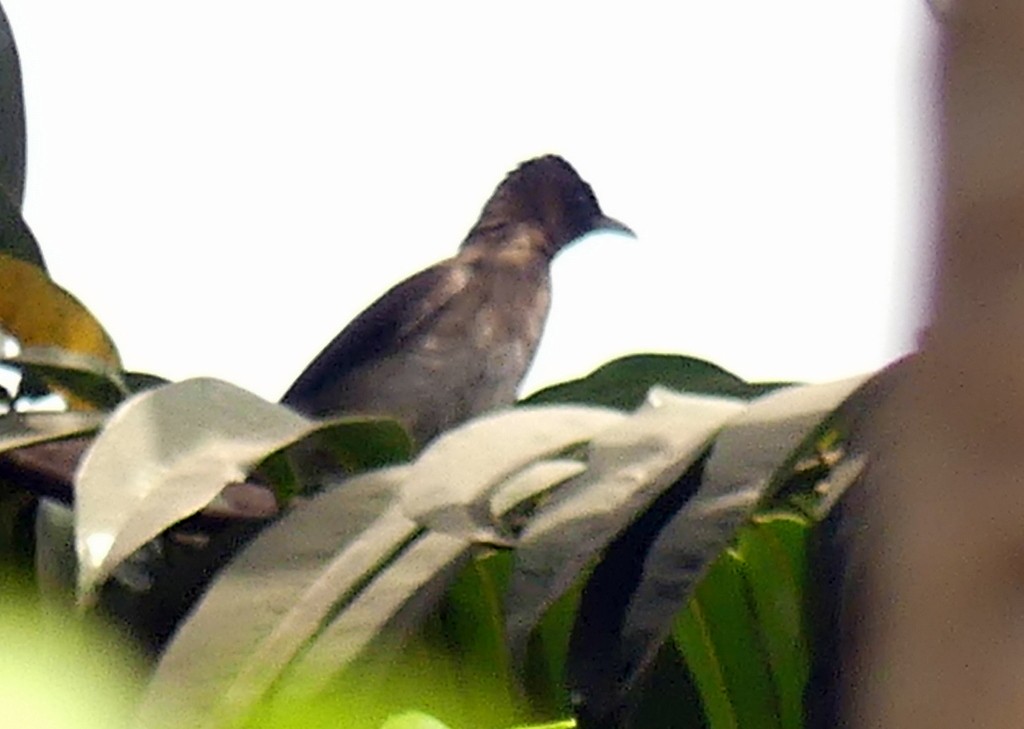 Common Bulbul - ML418594921