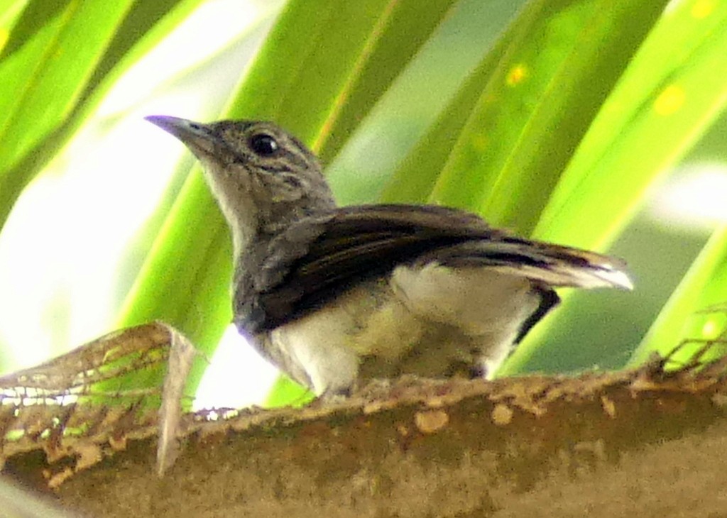 Swamp Greenbul - ML418595741