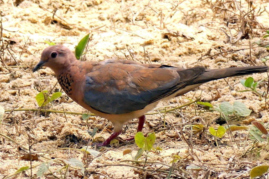 Laughing Dove - ML418595801