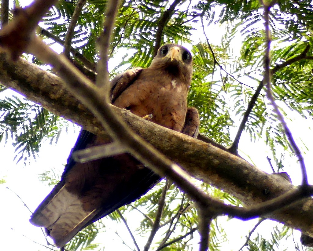 Black Kite - ML418595951