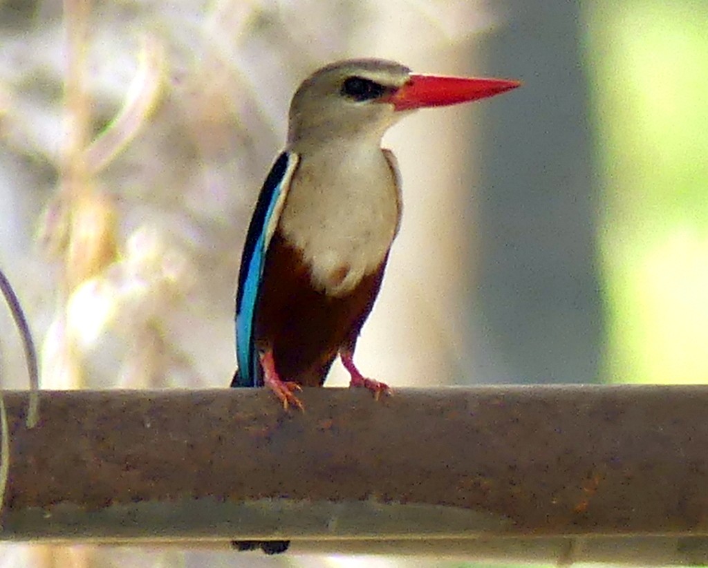 Gray-headed Kingfisher - ML418596001