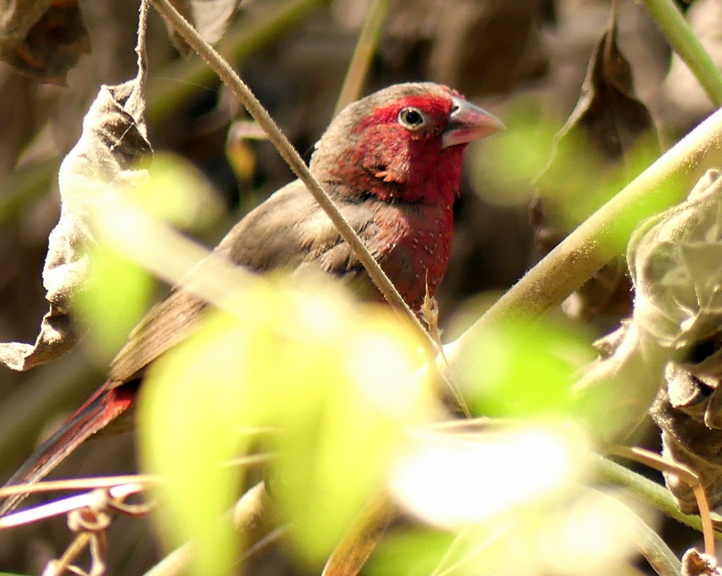 Bar-breasted Firefinch - ML418596141