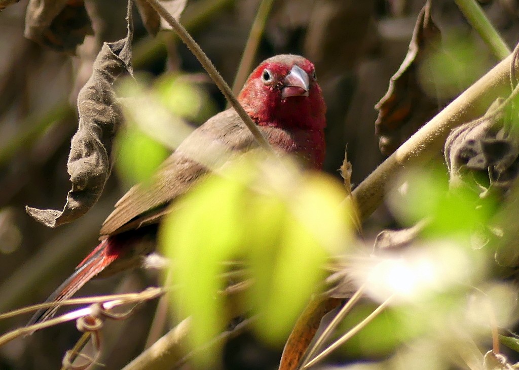 Bar-breasted Firefinch - ML418596171