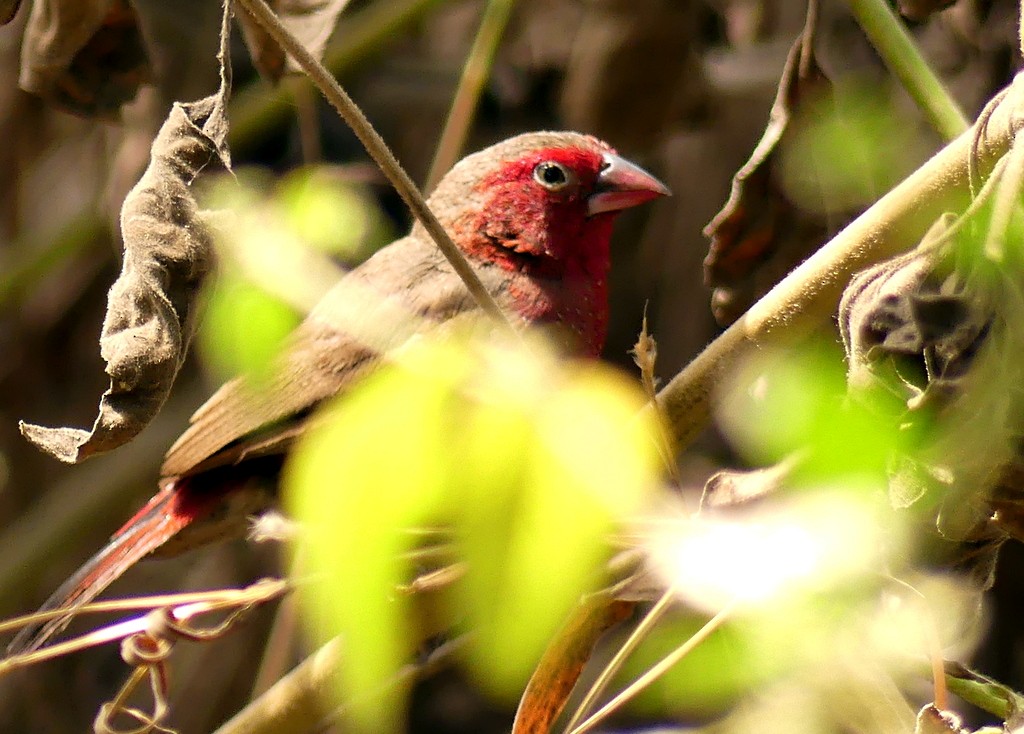 Bar-breasted Firefinch - Femi Faminu