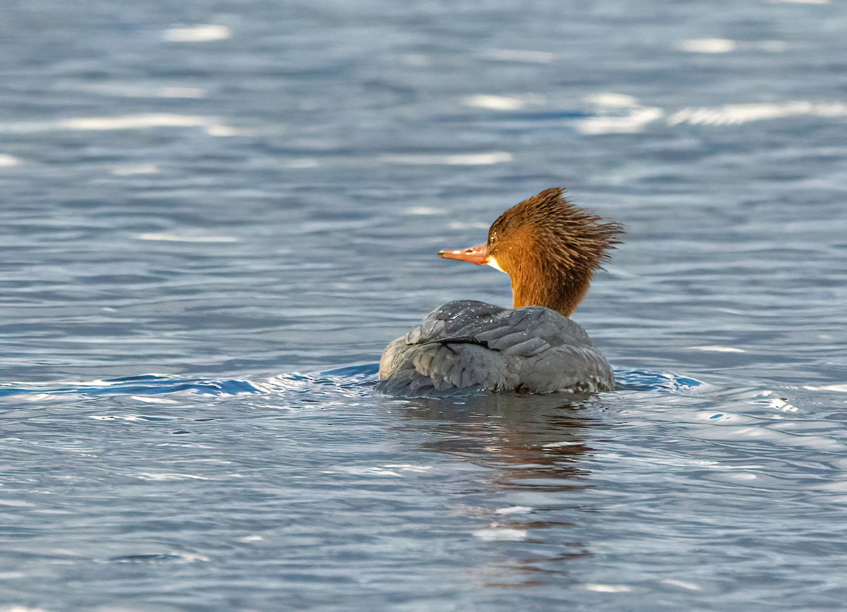 Common Merganser - ML418596331