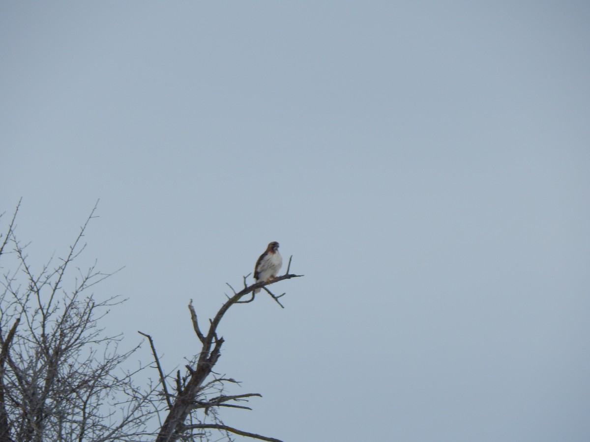 Red-tailed Hawk - ML418596571