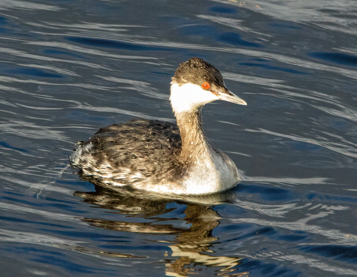 Horned Grebe - ML418596641