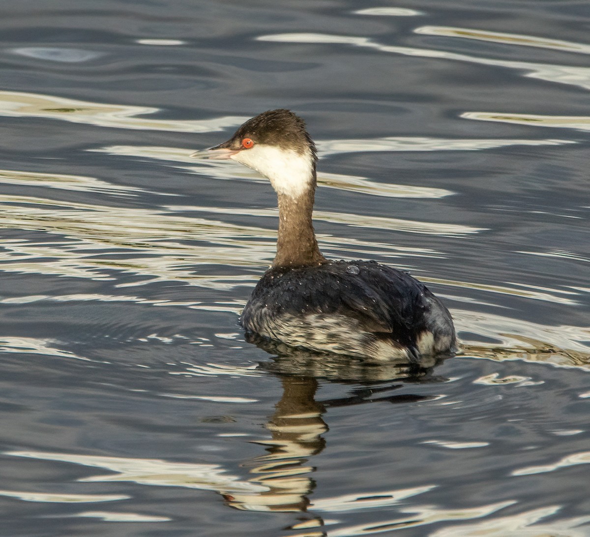 Horned Grebe - ML418596651