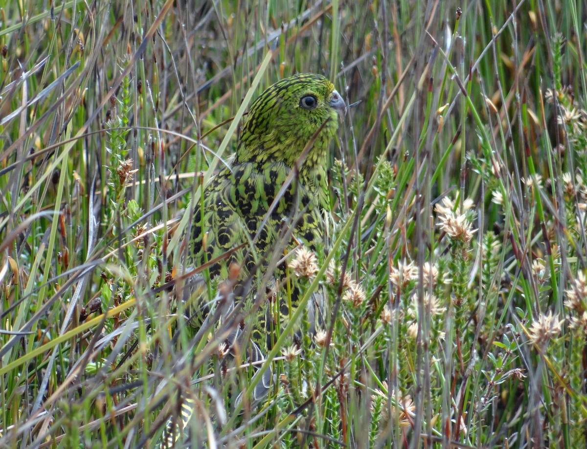 Perruche terrestre (wallicus) - ML41859691