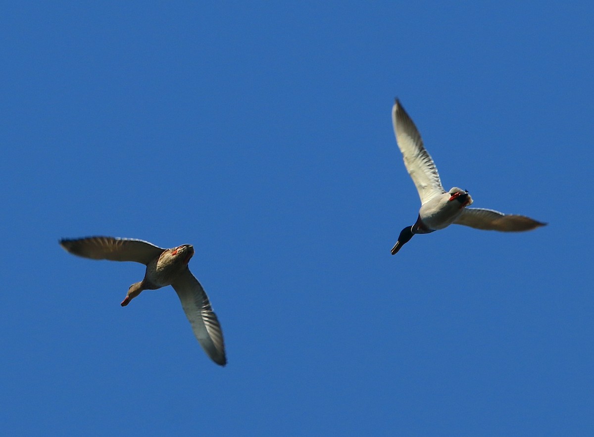 Mallard - ML418597181