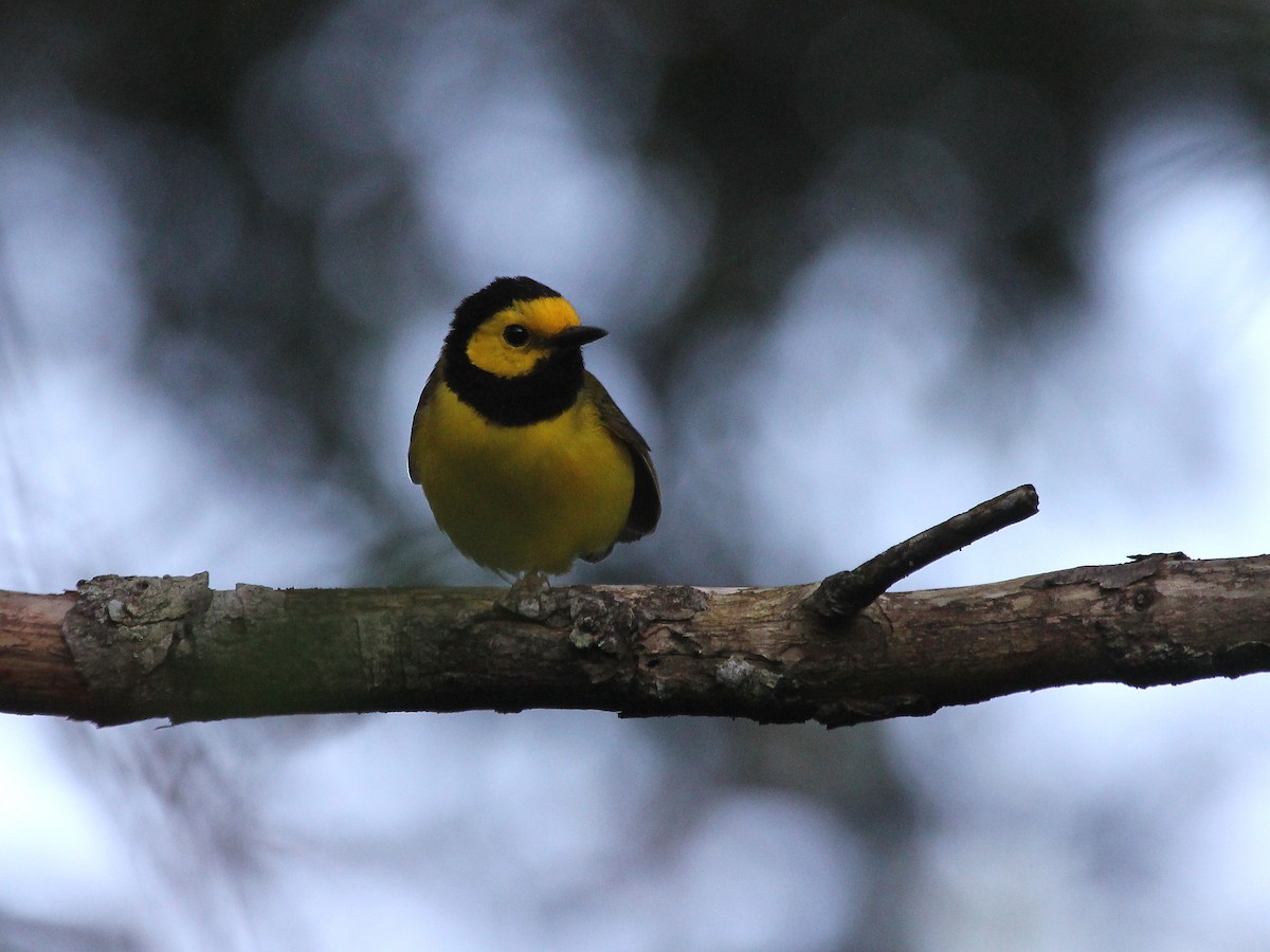 Hooded Warbler - ML41859721