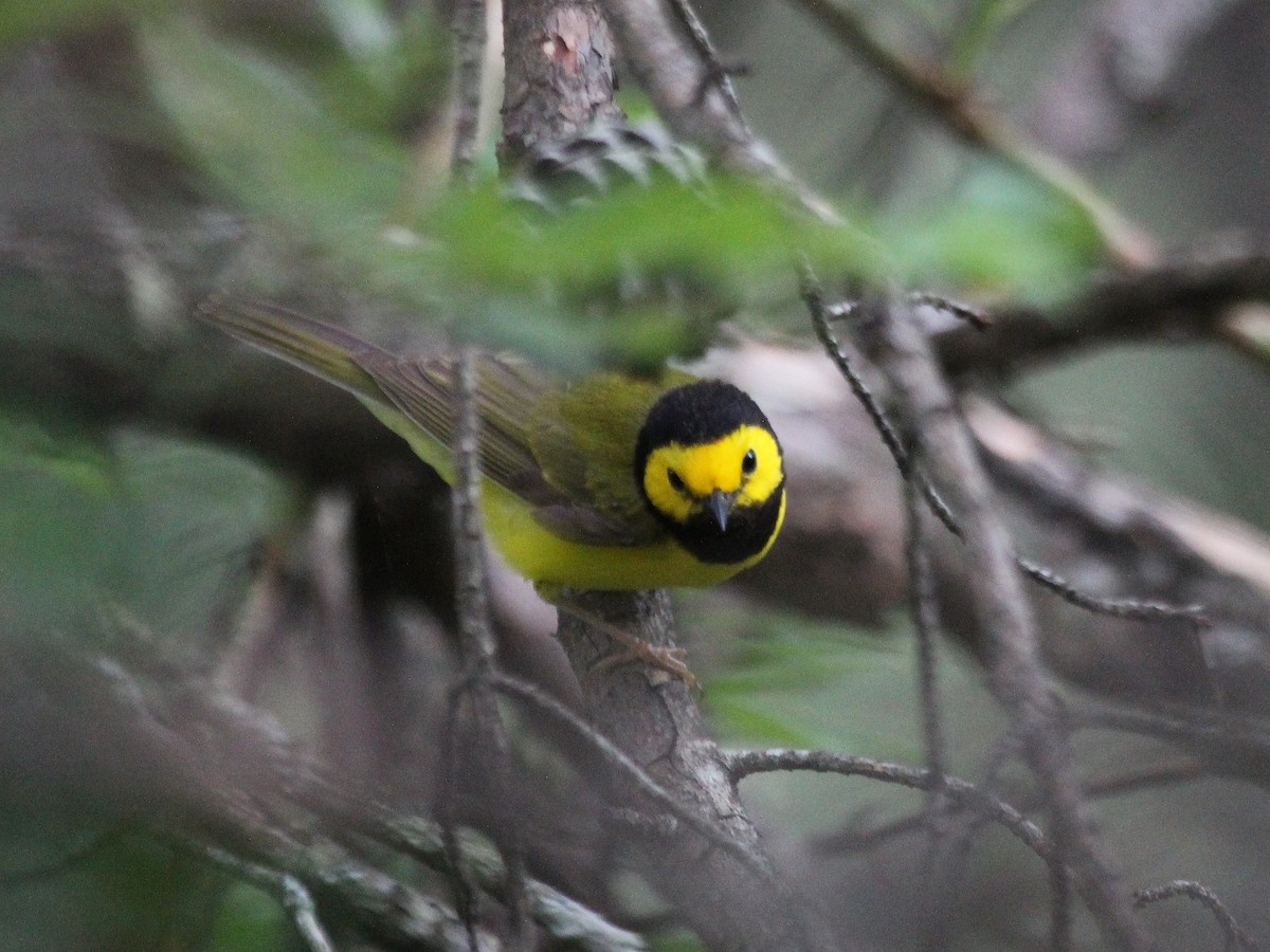 Hooded Warbler - ML41859731