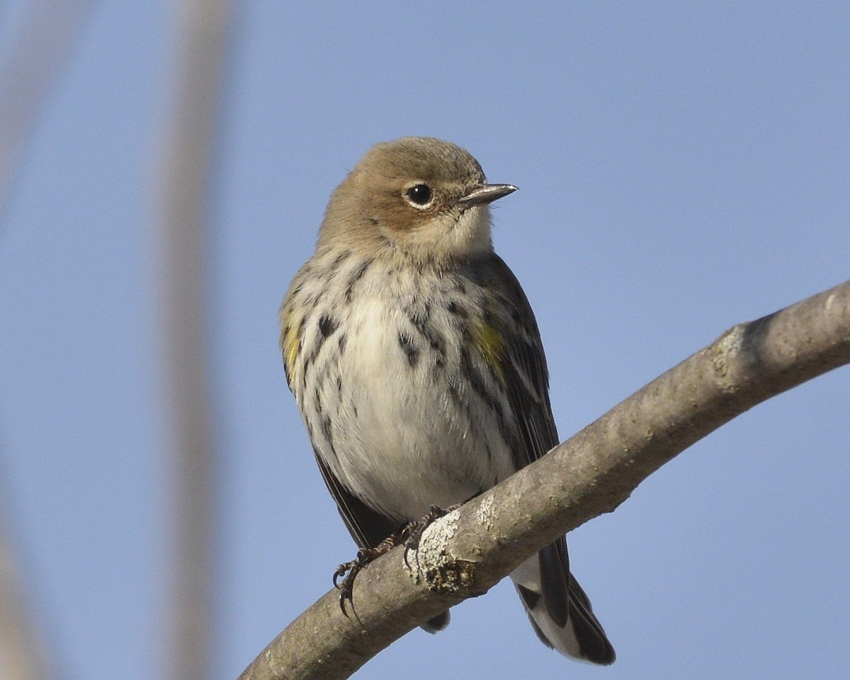 Yellow-rumped Warbler - ML418598611