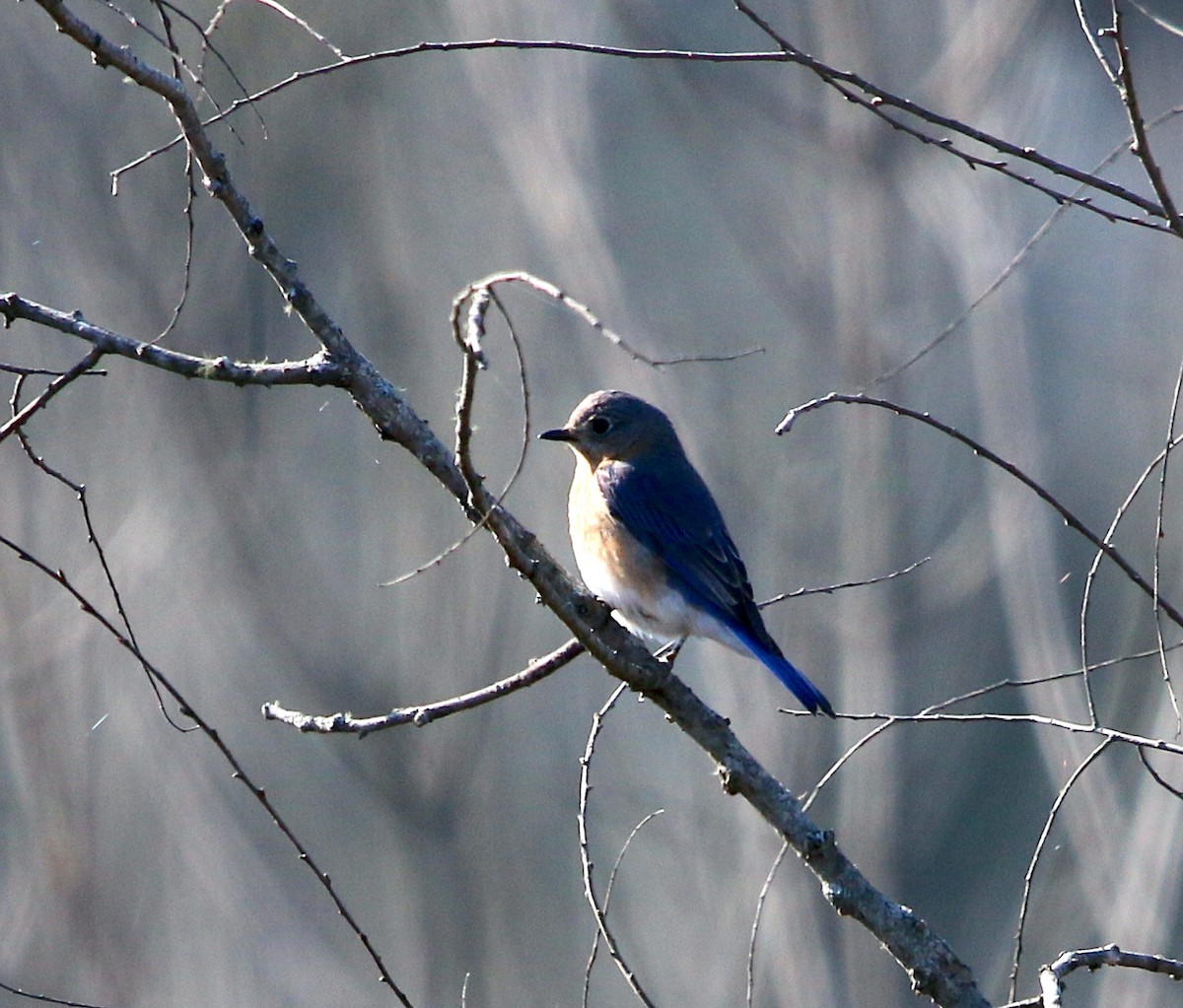 Eastern Bluebird - ML418599111