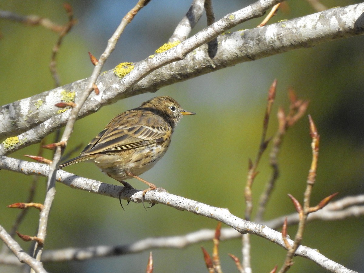 Pispola - ML418600341