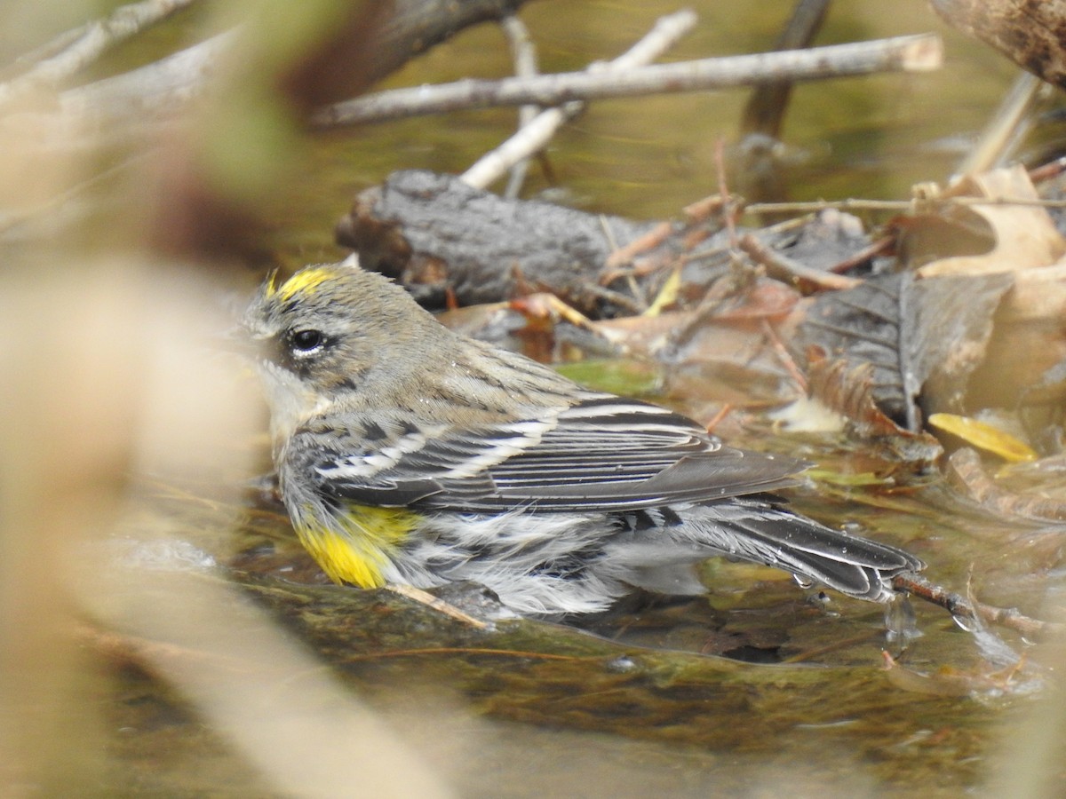 Yellow-rumped Warbler - ML418600621