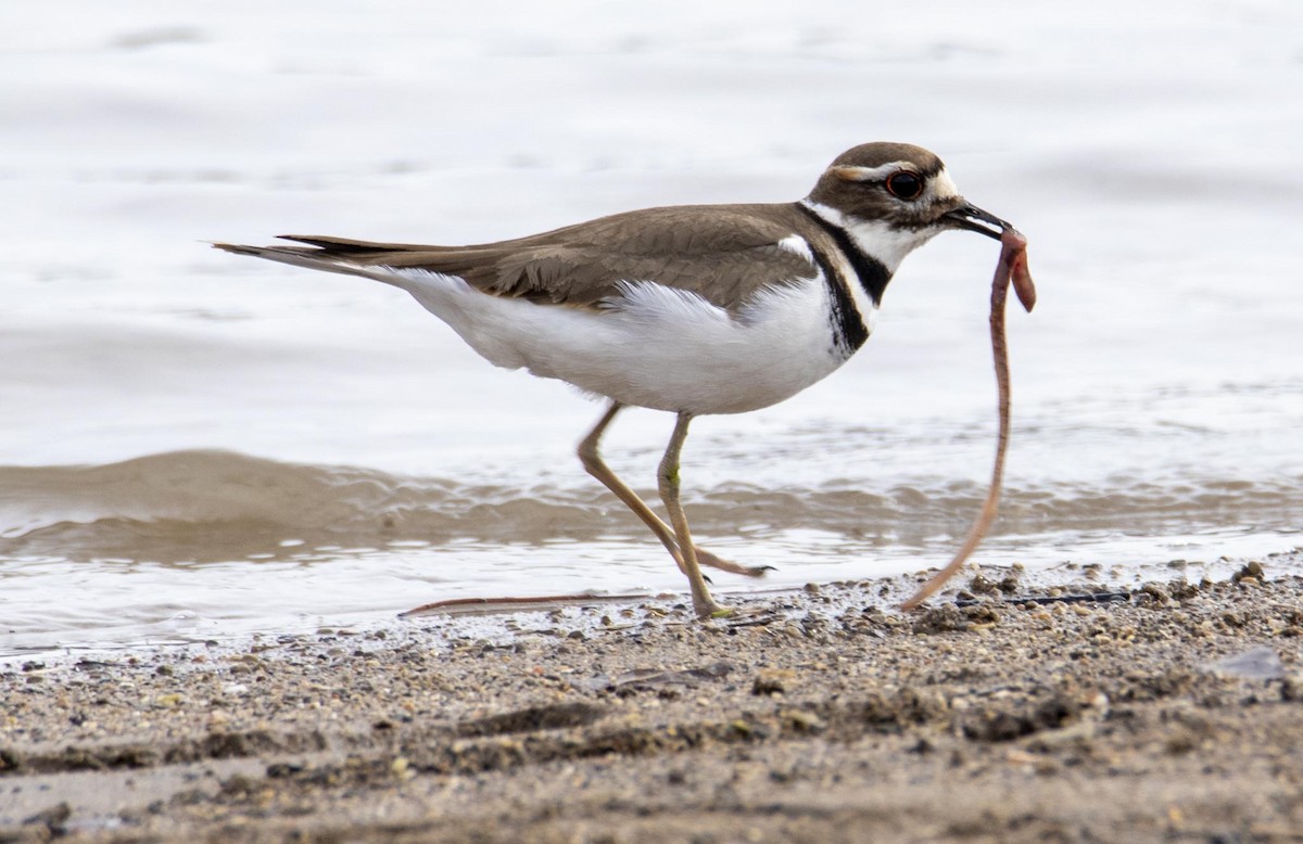 Killdeer - George Keller