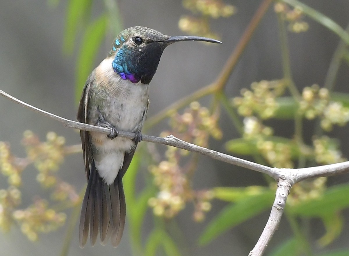 Purple-collared Woodstar - Dennis Osorio