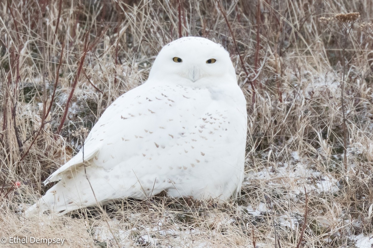 Snowy Owl - ML418604151