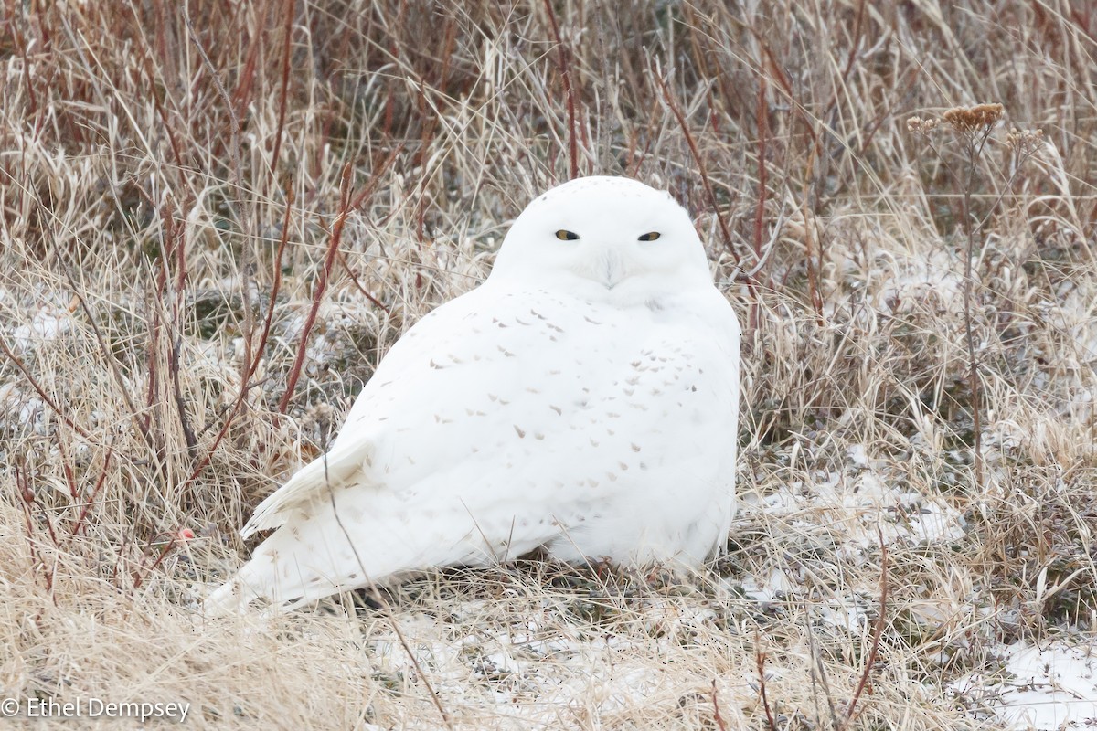 Snowy Owl - ML418604241