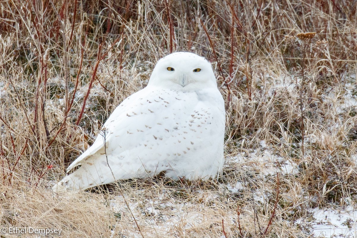 Snowy Owl - ML418604261