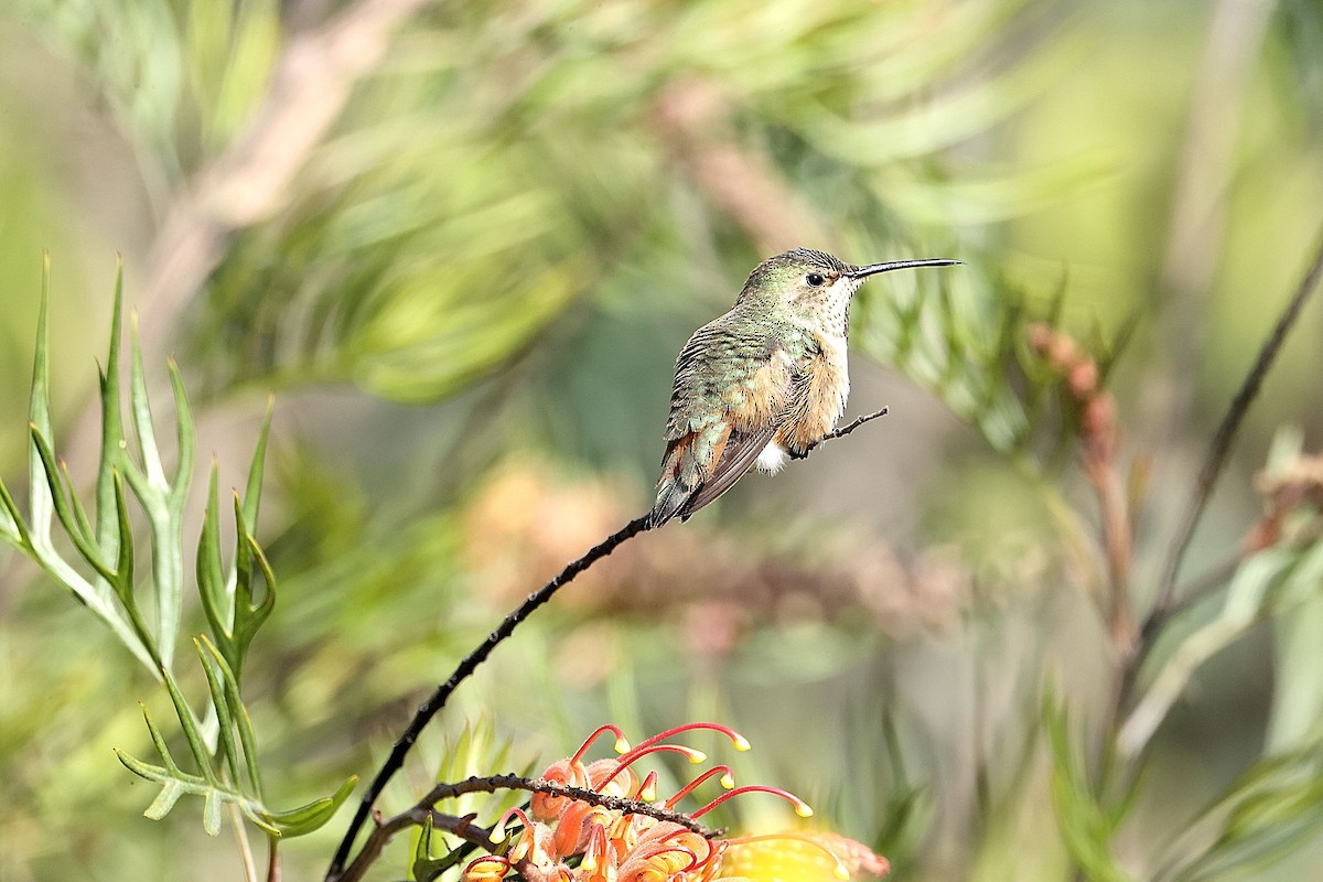 Allen's Hummingbird - ML418604601