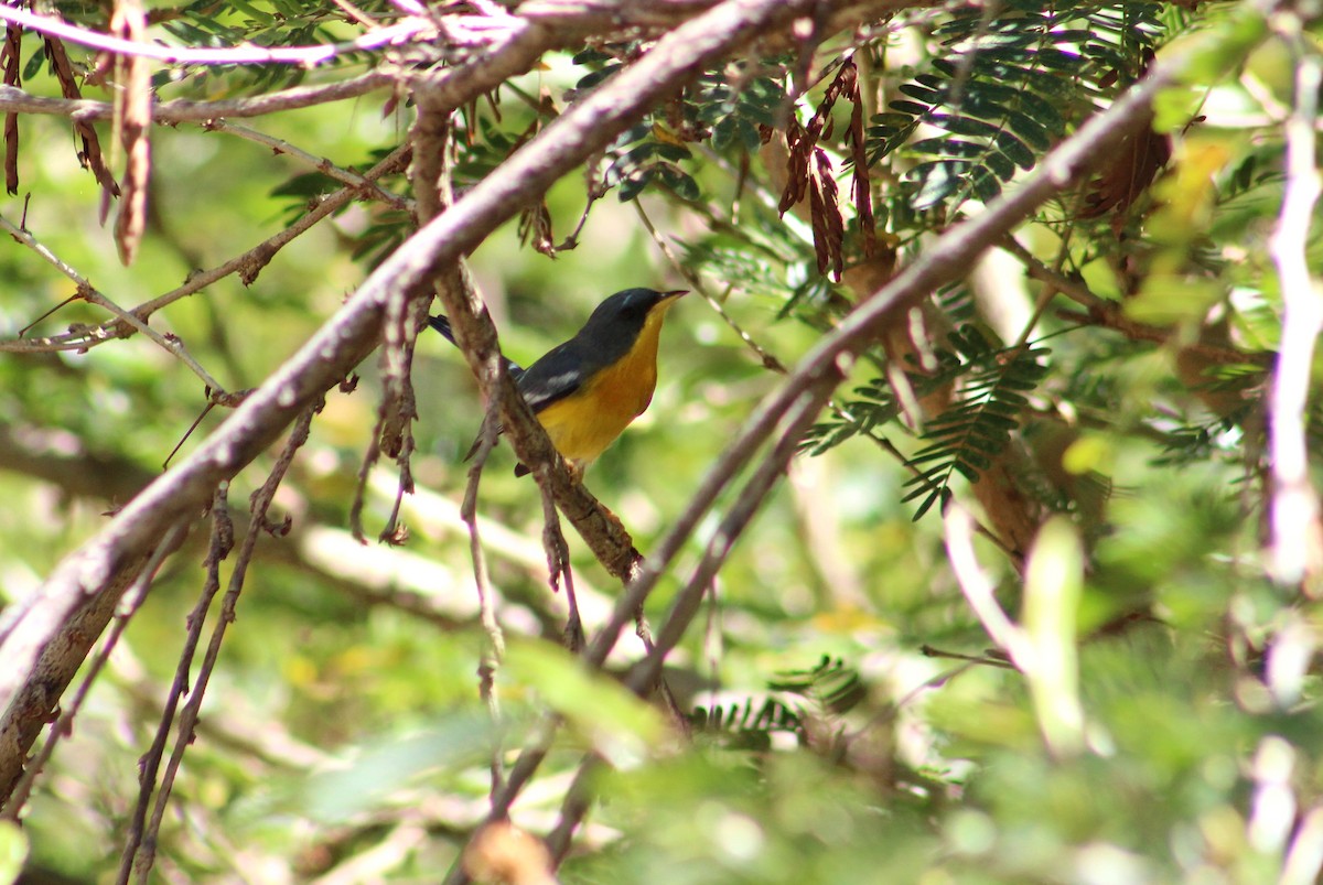 Tropical Parula - Julio César Loyo