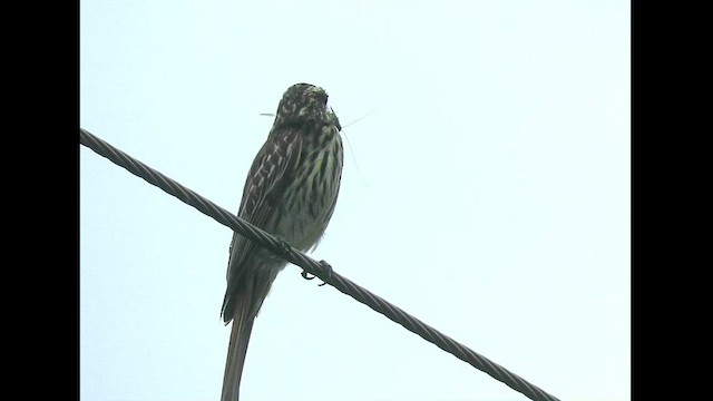 Streaked Flycatcher - ML418606711