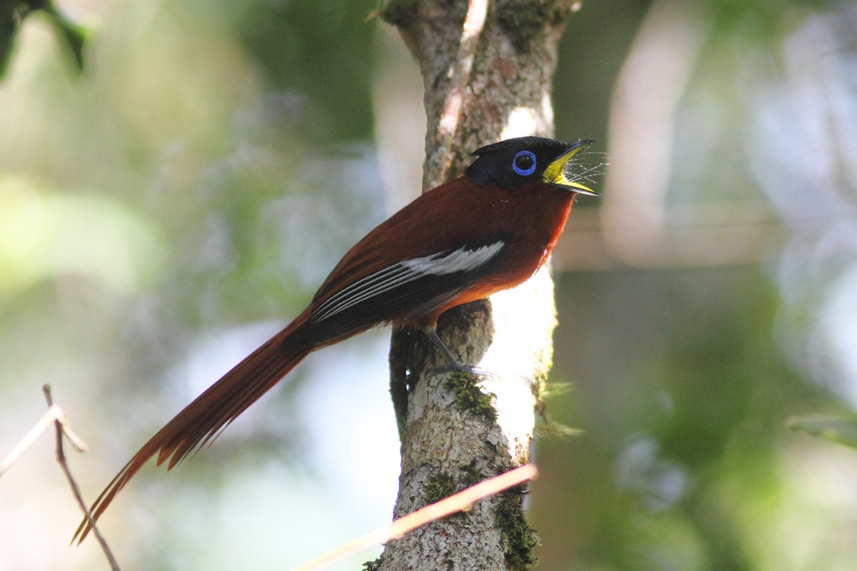 Malagasy Paradise-Flycatcher (Malagasy) - William Price