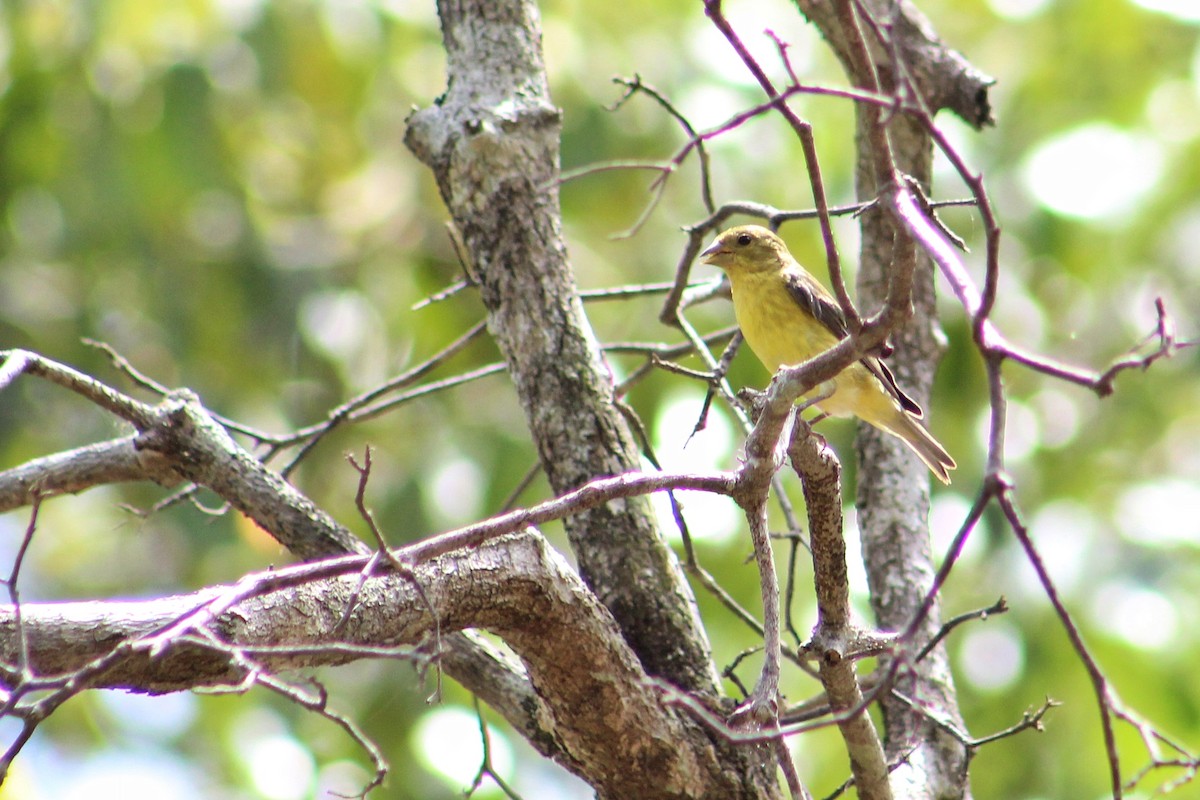 Lesser Goldfinch - Julio César Loyo