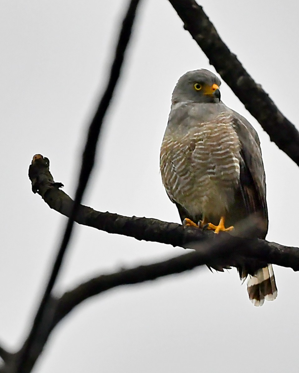 Roadside Hawk - Renee Rusk