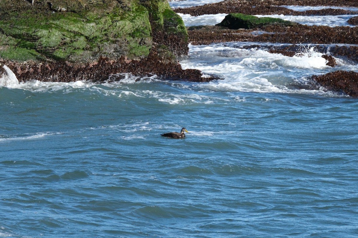 American Black Duck - ML418613561