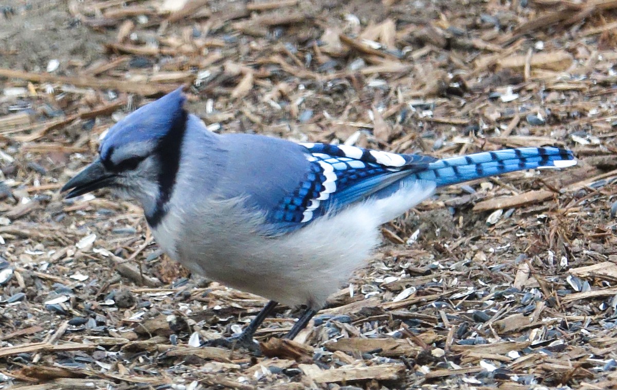 Blue Jay - ML418615991