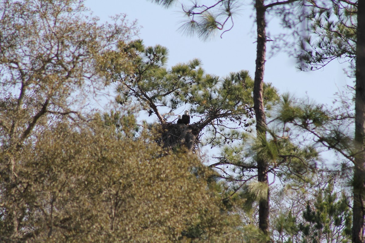 Bald Eagle - Pat  Murphy Burke