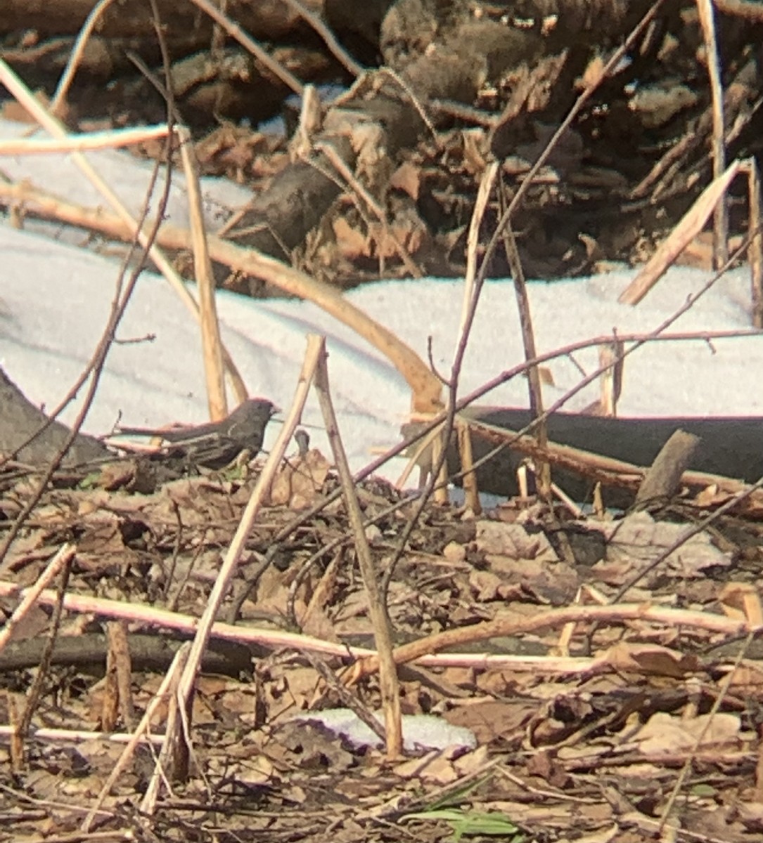 Dark-eyed Junco - ML418616741