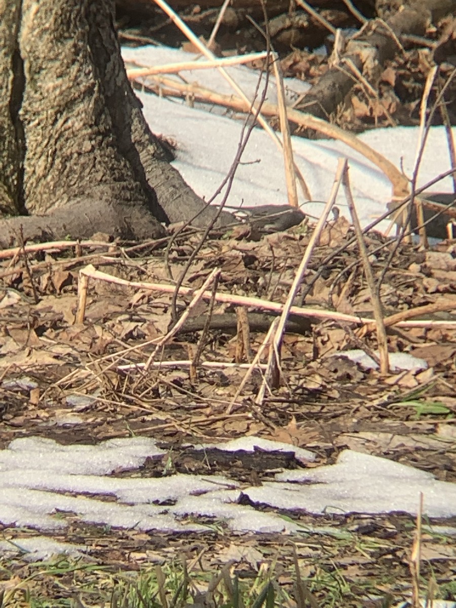 Dark-eyed Junco - ML418616791