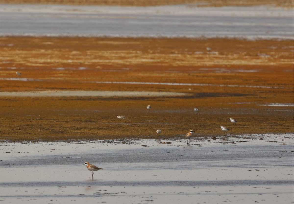 Greater Sand-Plover - James Conder