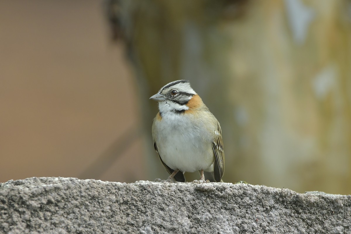 Rufous-collared Sparrow - ML418618321