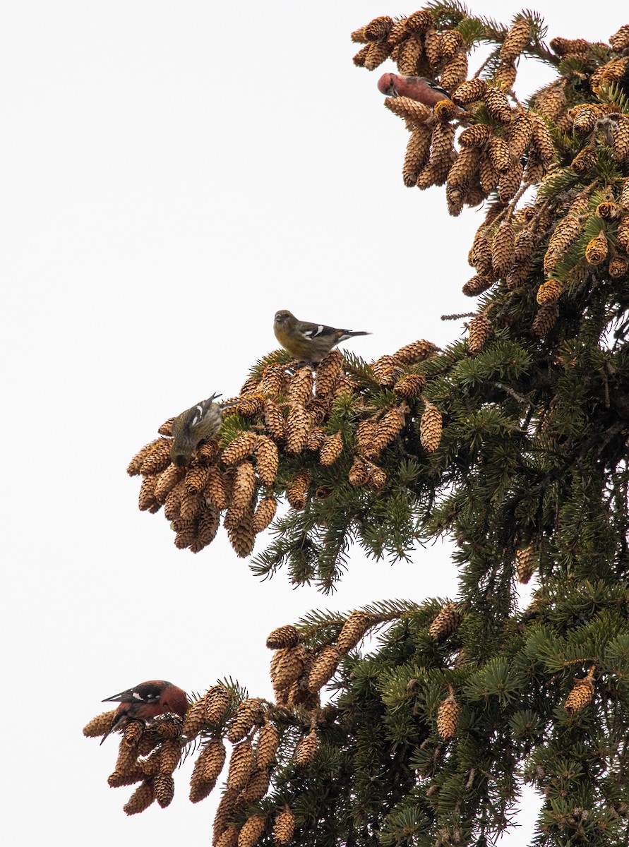 White-winged Crossbill - ML418619221