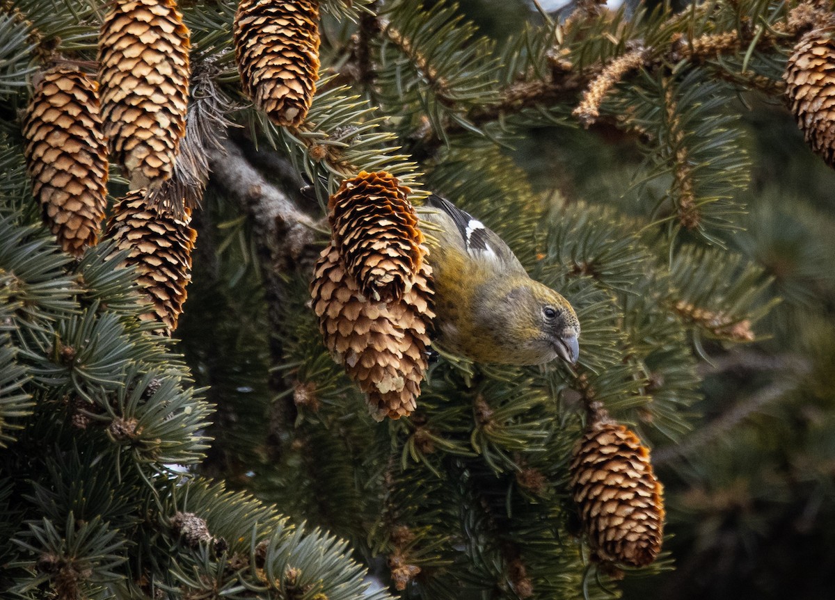 White-winged Crossbill - Alison Newberry