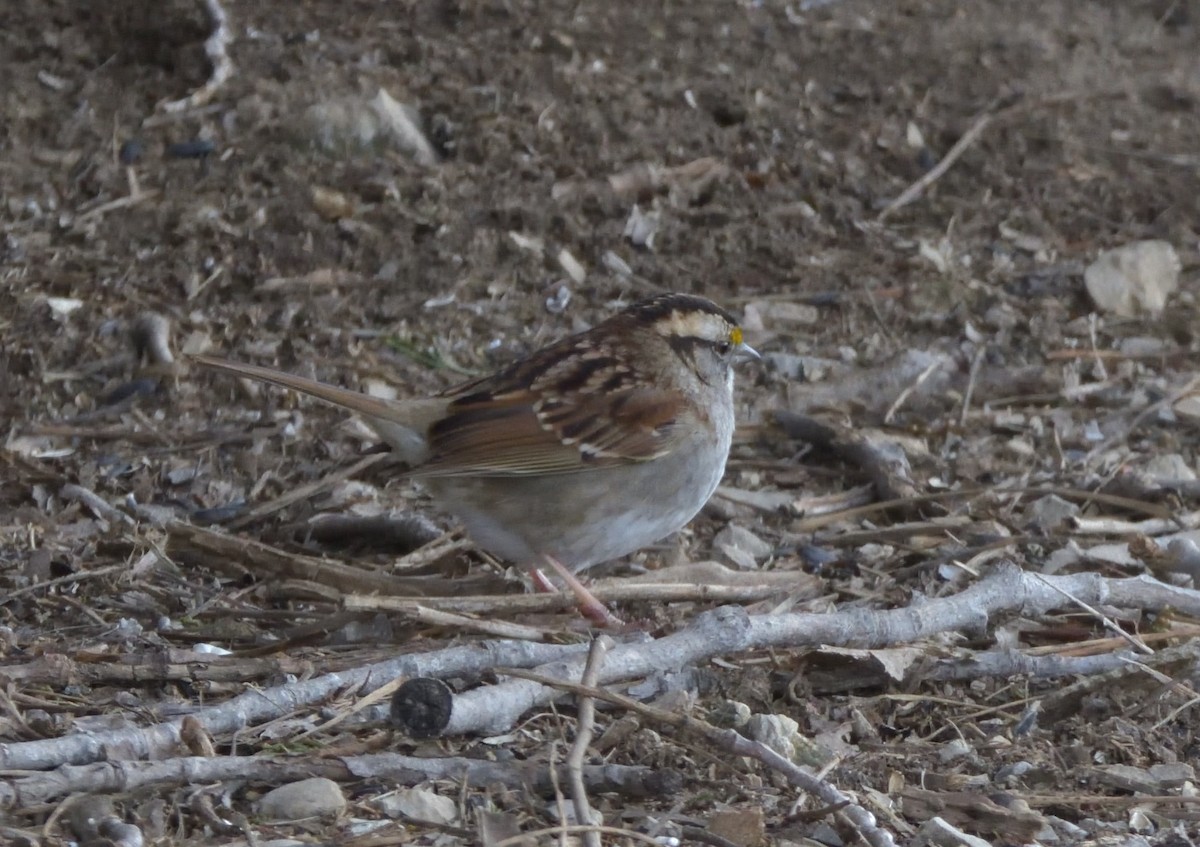 White-throated Sparrow - Robert Tonge